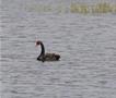 Црн лебед во грчката река Еврос