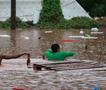 Големи поплави во Бразил: Расте бројот на жртвите, а дождот не престанува 