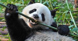 Панди нападнаа чуварка во зоолошка, посетителите врескаат во паника (ВИДЕО)