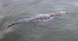 Мајка си го фрлила болниот шестгодишен син во река полна со крокодили, таткото барал да го убие