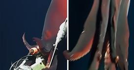 На длабочина од 1.000 метри е снимено страшно суштество- има светлечки пипала (ВИДЕО)