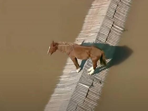 Коњ е снимен на покрив на поплавена куќа во Бразил: Ќе се обидеме да го спасиме (ВИДЕО)