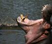 Ужас во Намибија: Нилски коњ излезе од река и нападна туристи во чамец (ВИДЕО)