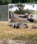Алигатор од 4 метри „ненајавено посети“ училиште во Флорида (ВИДЕО)